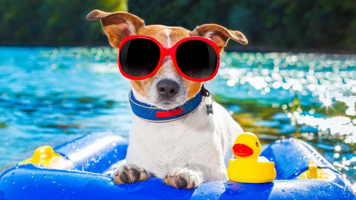 Hund auf blauem Gummiboot